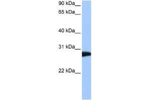 NSF antibody used at 0.