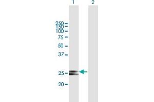 Western Blot analysis of HSCB expression in transfected 293T cell line by HSCB MaxPab polyclonal antibody. (HSCB anticorps  (AA 1-235))