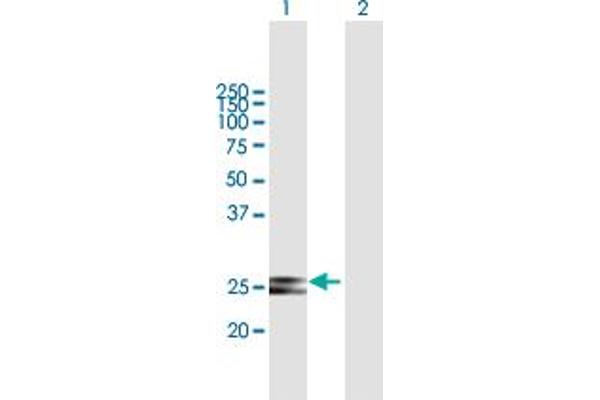 HSCB anticorps  (AA 1-235)