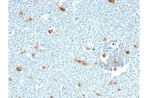 Formalin-fixed, paraffin-embedded human tonsil stained with Macrophage antibody (LN-5)