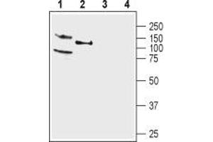 Western blot analysis of rat (lanes 1 and 3) and mouse (lanes 2 and 4) brain membranes: - 1,2. (KCNQ4 anticorps  (C-Term, Intracellular))