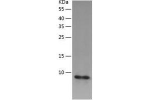Western Blotting (WB) image for Costars family protein ABRACL (ABRACL) (AA 1-81) protein (His-IF2DI Tag) (ABIN7122487)
