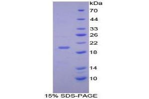 SDS-PAGE analysis of Mouse C/EBP gamma Protein. (CEBPG Protéine)