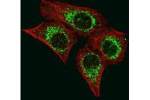 Immunofluorescence (IF) image for anti-Apoptosis-Inducing Factor, Mitochondrion-Associated, 1 (AIFM1) antibody (ABIN3003960) (AIF anticorps)