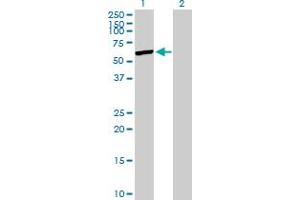 Western Blot analysis of SHMT1 expression in transfected 293T cell line by SHMT1 MaxPab polyclonal antibody. (SHMT1 anticorps  (AA 1-483))