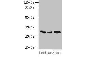 Western blot All lanes: NDUFS3 antibody at 1.