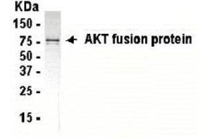 Western Blotting (WB) image for anti-V-Akt Murine Thymoma Viral Oncogene Homolog 1 (AKT1) (AA 2-200) antibody (ABIN2467767) (AKT1 anticorps  (AA 2-200))