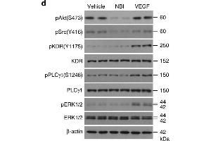 Cxcl9 antagonizes VEGF signalling transduction in ECs by interacting with VEGF and preventing its binding to ECs.