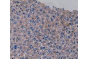 IHC-P analysis of Heart tissue, with DAB staining. (DNASE1L2 anticorps  (AA 28-232))