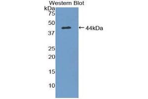 Western Blotting (WB) image for anti-Mucosae Associated Epithelia Chemokine (AA 29-131) antibody (ABIN1859800) (Mucosae Associated Epithelia Chemokine (AA 29-131) anticorps)