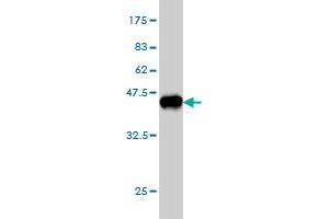 Western Blot detection against Immunogen (37.
