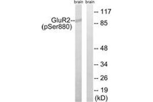 Western blot analysis of extracts from mouse brain, using GluR2 (Phospho-Ser880) Antibody. (GRIA2 anticorps  (pSer880))