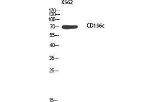 Western Blot (WB) analysis of K562 using CD156c antibody. (ADAM10 anticorps)
