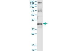 Immunoprecipitation of HUS1 transfected lysate using anti-HUS1 MaxPab rabbit polyclonal antibody and Protein A Magnetic Bead , and immunoblotted with HUS1 purified MaxPab mouse polyclonal antibody (B01P) . (HUS1 anticorps  (AA 1-280))