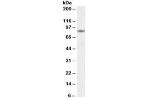 Western blot testing of human skeletal muscle lysate with BAG3 antibody at 0. (BAG3 anticorps)