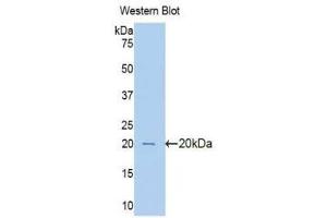 Western Blotting (WB) image for anti-Pim-1 Oncogene (PIM1) (AA 122-261) antibody (ABIN1078443) (PIM1 anticorps  (AA 122-261))