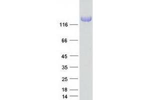 Neurofascin (NFASC) (Transcript Variant 2) protein (Myc-DYKDDDDK Tag)