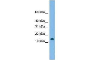 WB Suggested Anti-HES5 Antibody Titration: 0. (HES5 anticorps  (Middle Region))