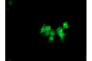 Immunofluorescence (IF) image for anti-Ankyrin Repeat Domain 53 (ANKRD53) (AA 1-300) antibody (ABIN1490719) (ANKRD53 anticorps  (AA 1-300))