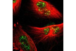 Immunofluorescent staining of U-251 MG with PML polyclonal antibody  (Green) shows positivity in nucleus but excluded from the nucleoli. (PML anticorps)
