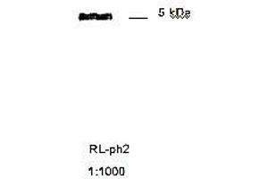 anti-Coat Protein g8p antibody