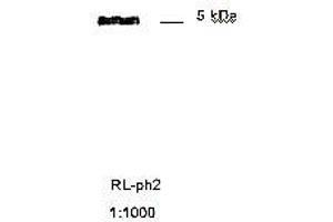 Immunoblotting of RL ph2 recognizing M13 phage coat protein g8p (Coat Protein g8p anticorps)