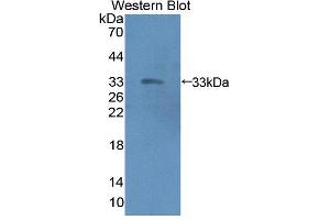 Western blot analysis of the recombinant protein. (Emilin1 anticorps  (AA 803-1016))