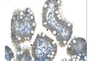 Image no. 1 for anti-Zinc Finger and SCAN Domain Containing 25 (ZSCAN25) (AA 251-300) antibody (ABIN203510)