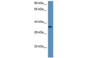 Western Blot showing C1qtnf2 antibody used at a concentration of 1.