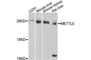 Western blot analysis of extracts of various cell lines, using METTL5 antibody (ABIN5996647) at 1/1000 dilution. (METTL5 anticorps)