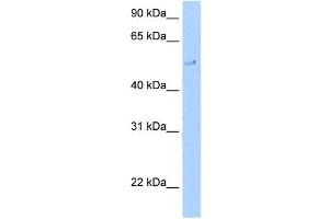 TERF2 antibody (20R-1063) used at 0. (TRF2 anticorps  (C-Term))