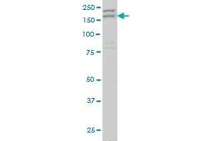 AATK monoclonal antibody (M04), clone 2C8 Western Blot analysis of AATK expression in NIH/3T3 . (AATK anticorps  (AA 161-260))