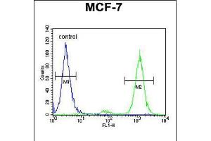 Flow cytometric analysis of MCF-7 cells (right histogram) compared to a negative control cell (left histogram). (CNPY2/MSAP anticorps  (C-Term))
