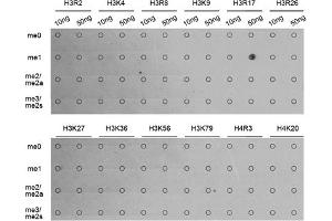 Dot-blot analysis of various methylation peptides using Monomethyl-Histone H3-R17 antibody (ABIN5969825). (Histone 3 anticorps  (H3R17me))