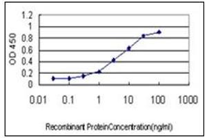 ELISA image for anti-Mesenchyme Homeobox 2 (MEOX2) antibody (ABIN781935)