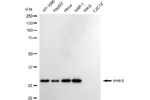 Western blotting analysis using HHEX antibody (ABIN7798882).