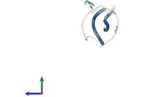 AlphaFold protein structure predicition of Mouse Recombinant Krt8 Protein, UniprotID P11679
