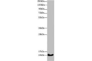 Western blot All lanes: HIST1H4A antibody at 14 μg/mL + Mouse thymus tissue Secondary Goat polyclonal to rabbit IgG at 1/10000 dilution Predicted band size: 11 kDa Observed band size: 11 kDa