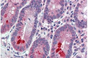 Anti-ESYT1 / FAM62A antibody  ABIN1048589 IHC staining of human small intestine.