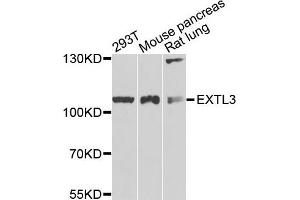 Western blot analysis of extracts of various cells, using EXTL3 antibody. (EXTL3 anticorps)