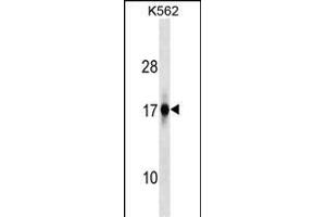 ZFAND2A Antibody (Center) (ABIN1538575 and ABIN2849539) western blot analysis in K562 cell line lysates (35 μg/lane). (ZFAND2A anticorps  (AA 70-99))