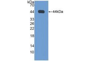 Figure. (NPPA anticorps  (AA 25-152))