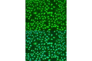 Immunofluorescence analysis of U2OS cells using PSEN2 antibody.
