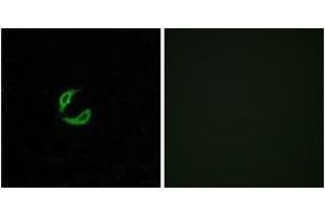 Immunofluorescence (IF) image for anti-Olfactory Receptor 2K2 (OR2K2) (AA 241-290) antibody (ABIN2890986) (OR2K2 anticorps  (AA 241-290))