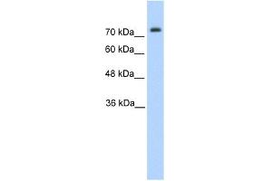 WB Suggested Anti-PANX2 Antibody Titration:  1. (Pannexin 2 anticorps  (N-Term))