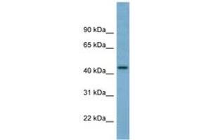 Image no. 1 for anti-Tripartite Motif Containing 31 (TRIM31) (C-Term) antibody (ABIN6741948) (TRIM31 anticorps  (C-Term))