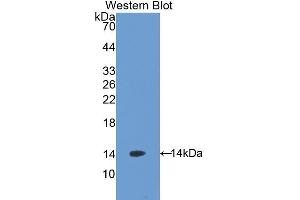 Detection of Recombinant AGRP, Mouse using Polyclonal Antibody to Agouti Related Protein (AGRP) (AGRP anticorps  (AA 21-131))