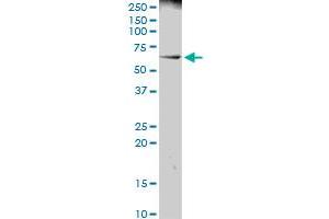 PRAME MaxPab polyclonal antibody. (PRAME anticorps  (AA 1-509))