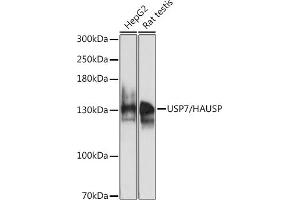 Western blot analysis of extracts of various cell lines, using USP7/HAUSP antibody (ABIN6132279, ABIN6150031, ABIN6150033 and ABIN6217612) at 1:1000 dilution.
