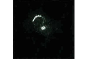 Immunofluorescence staining of PSFK-1 cells (Human neuroectodermal tumor line, ATCC CRL-2060). (Syntaxin 6 anticorps  (AA 6-136))